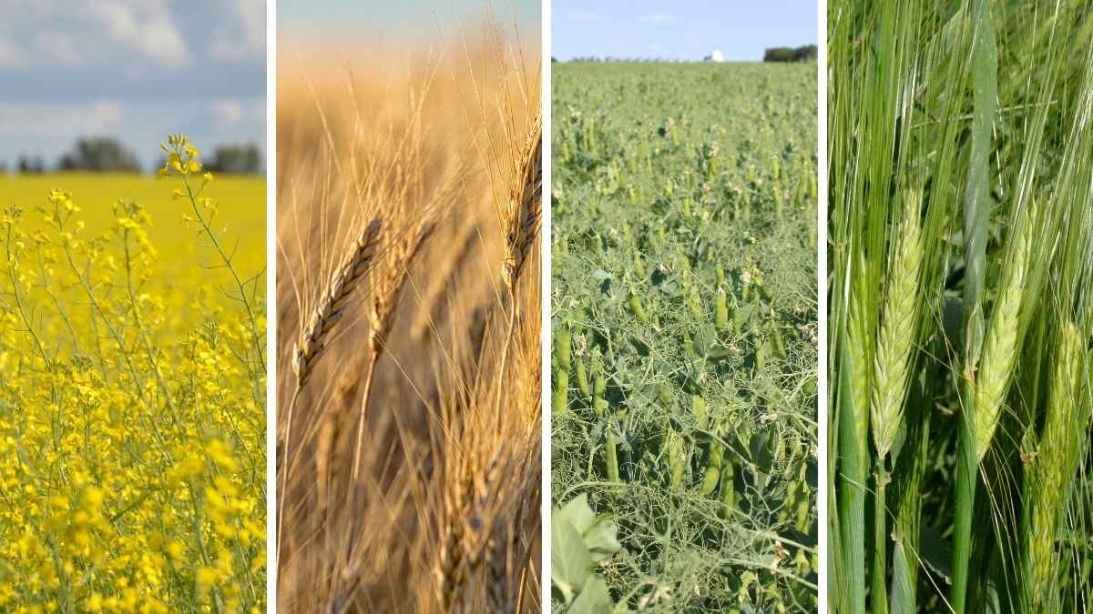 How Do The Purposes Of Crop Rotation, Double Cropping, And Polyculture Differ?