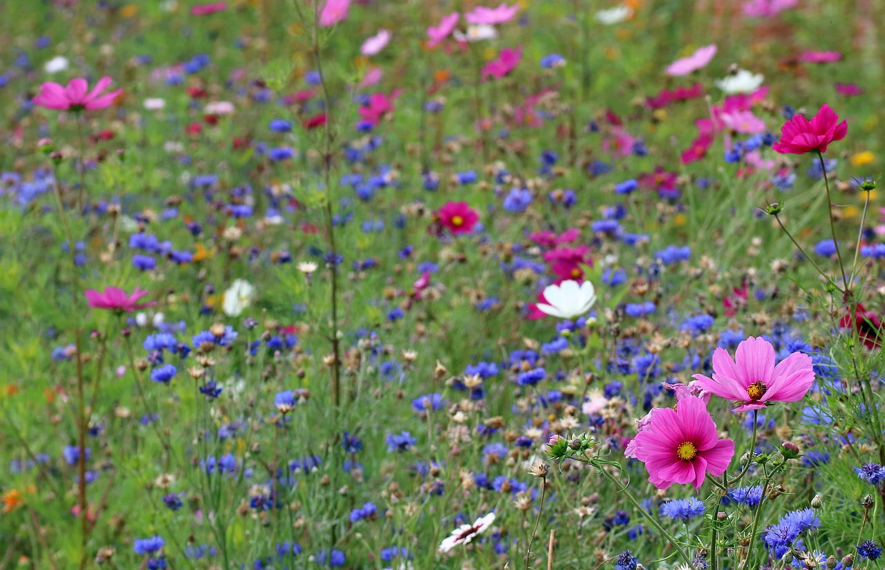 How Do Wildflower Adapt To Its Environment