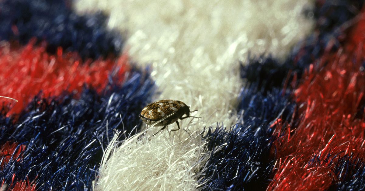 How Do You Get Carpet Beetles
