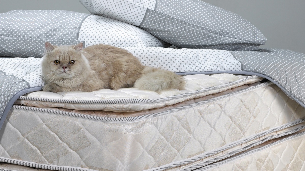 How Do You Get Cat Pee Out Of A Mattress