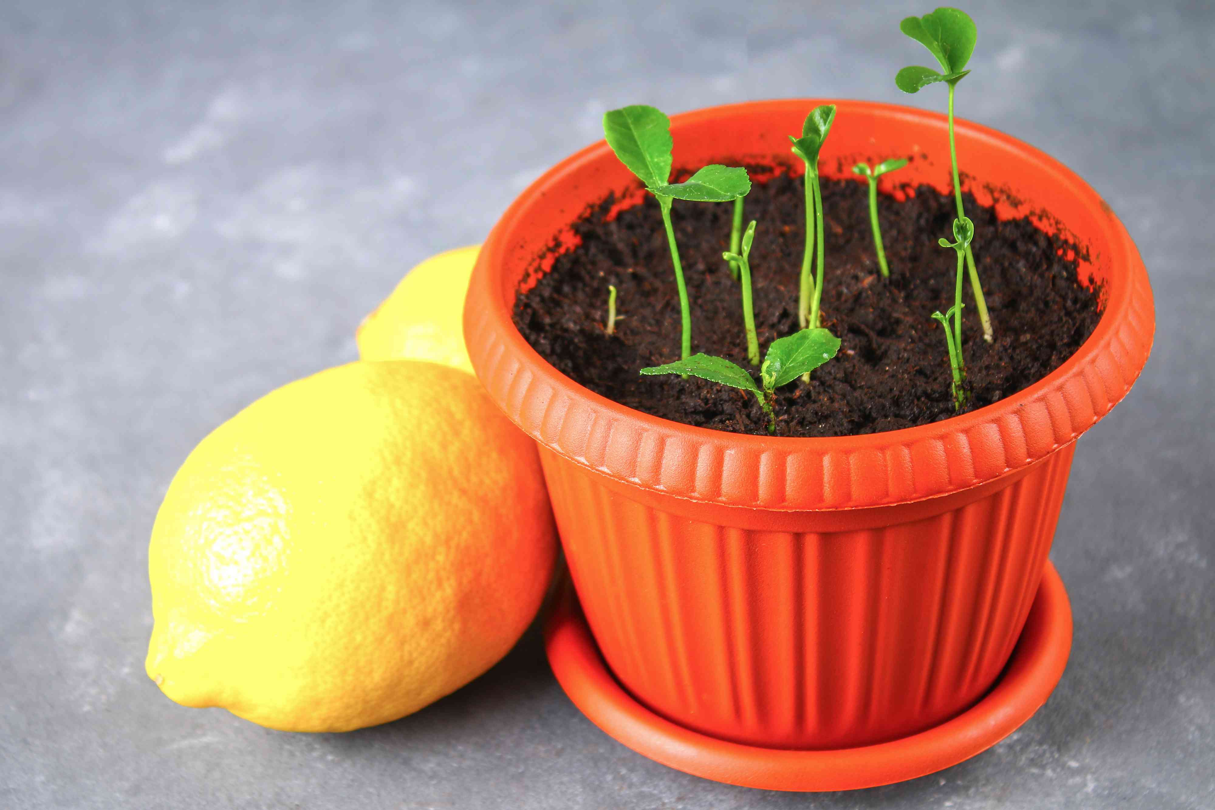 How Do You Grow A Lemon Tree From A Seed