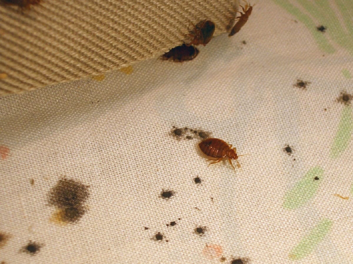 How Do You Know If You Have Bed Bugs