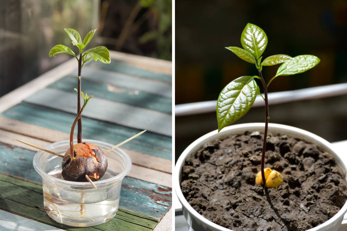 How Do You Plant Avocado Seed