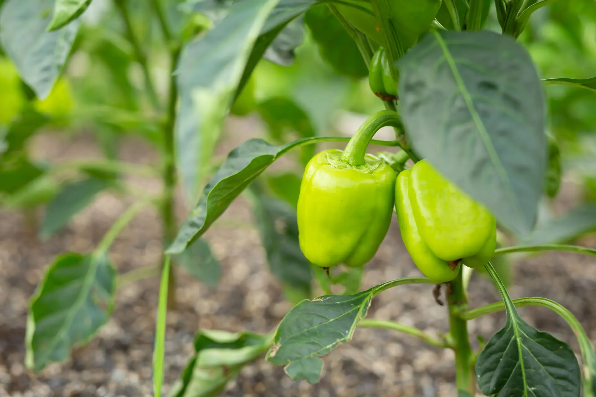 How Do You Plant Bell Pepper Seeds