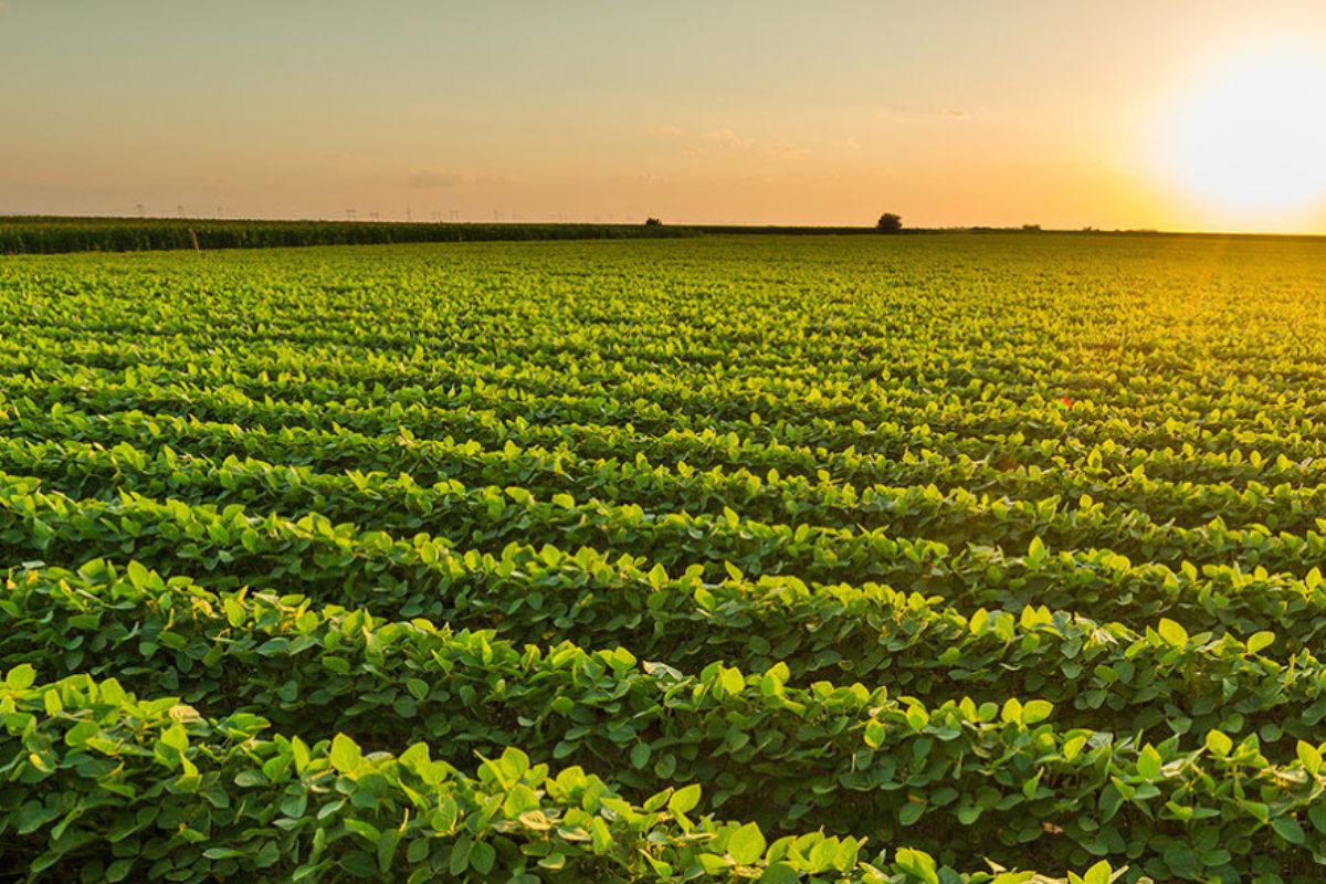 How Does Crop Rotation Help Crop Yield