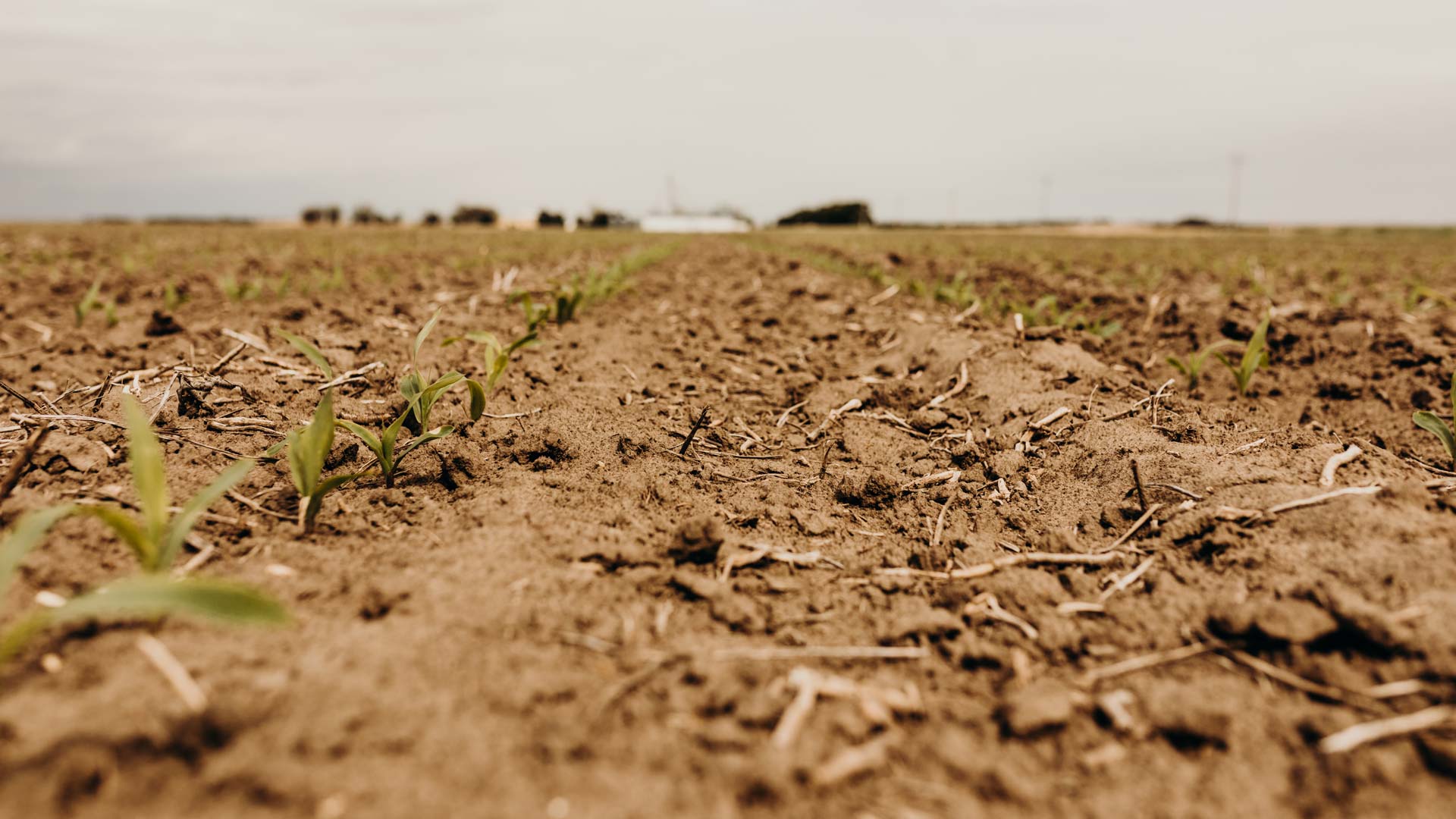 How Does Crop Rotation Prevent Soil Erosion