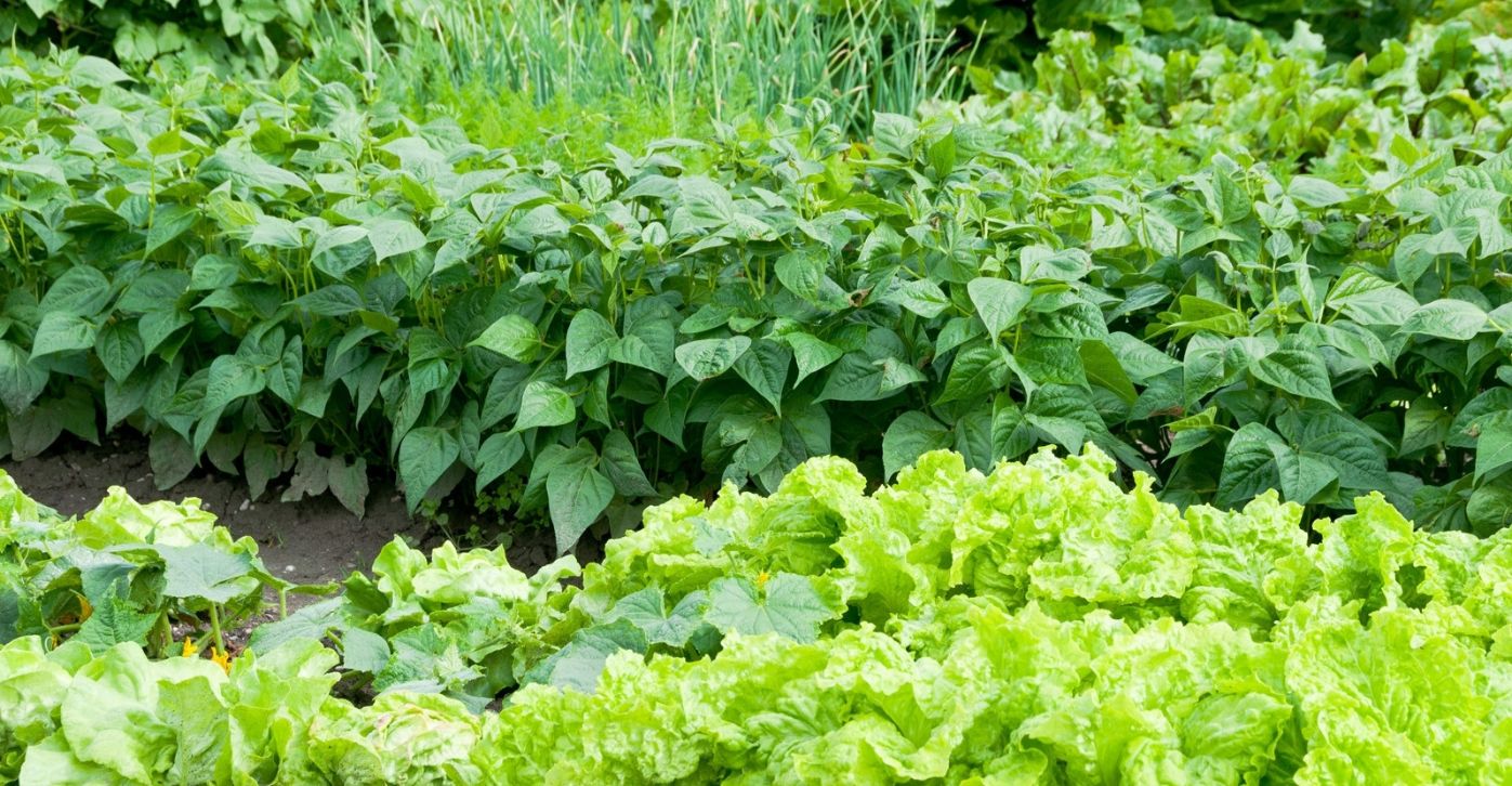 How Does The Crop Rotation Work