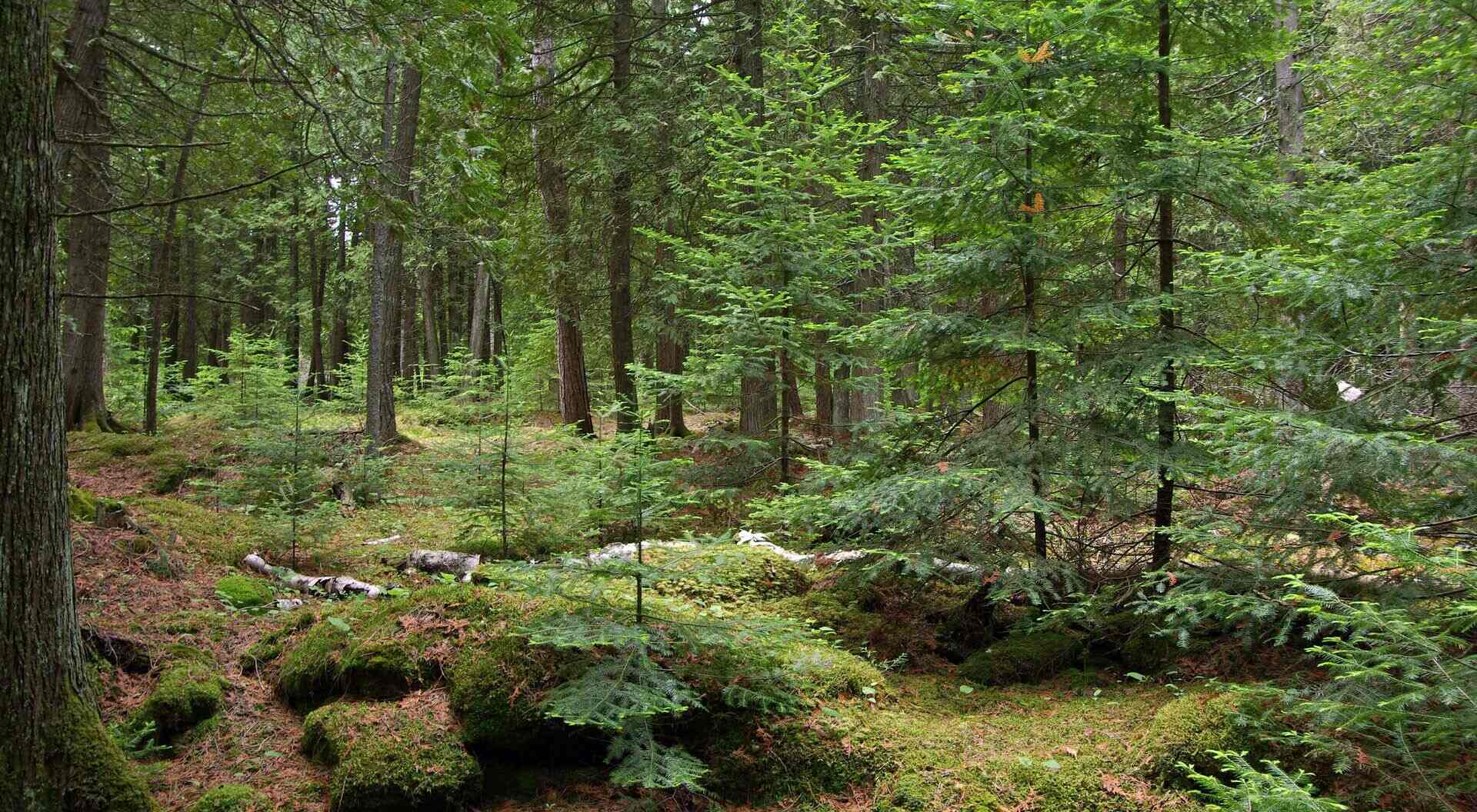 How Does The Ground Cover Change From The Boreal Forest To The Rocky Mountains
