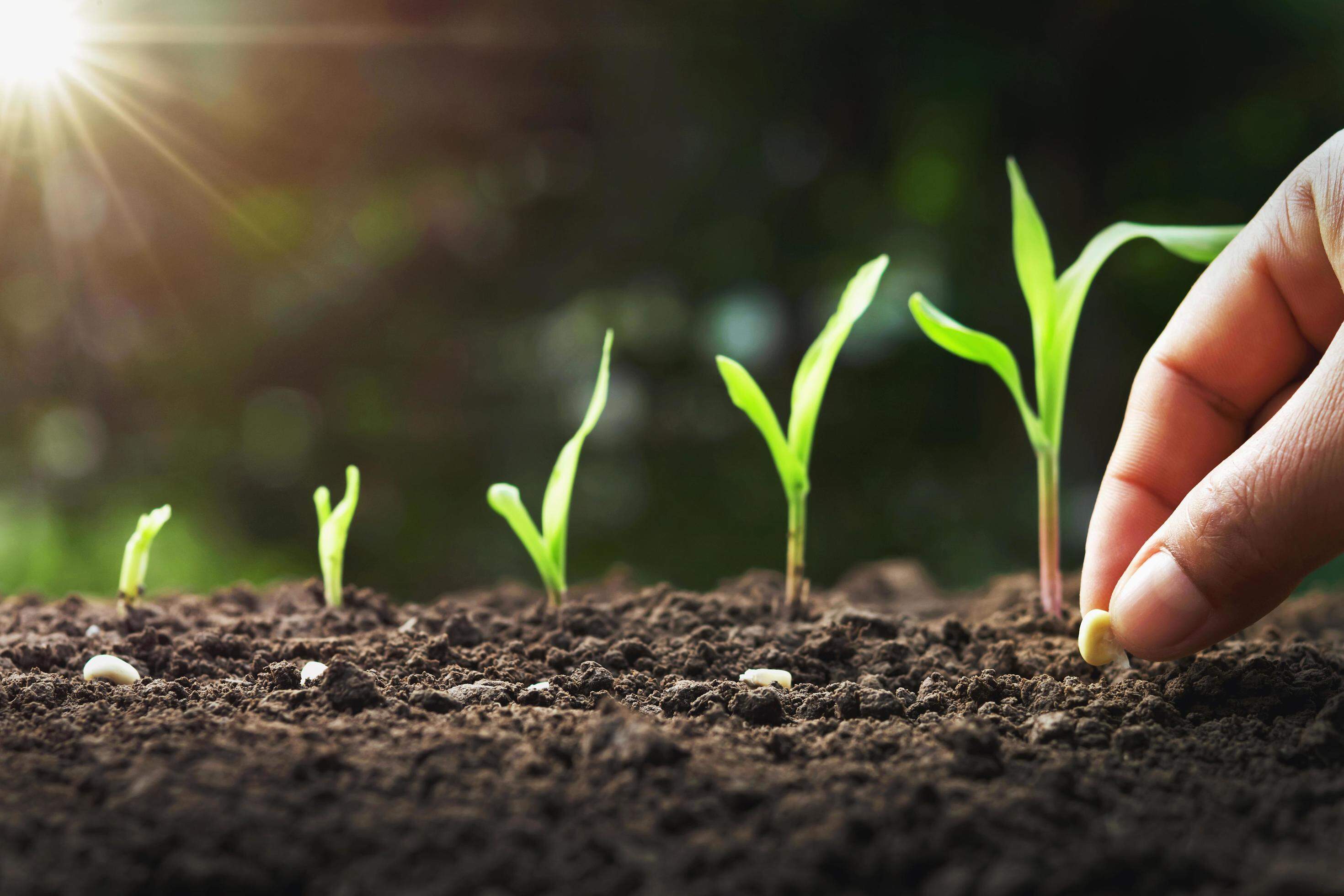 How Far Apart Do You Plant Corn Seed