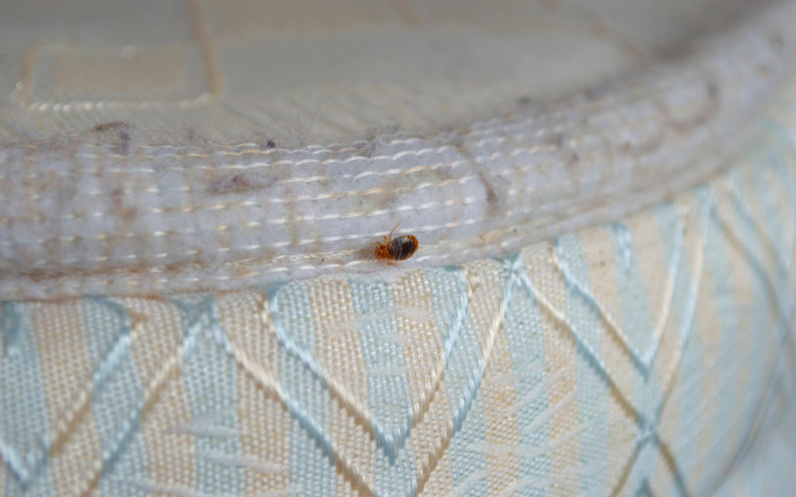How Far Can A Bed Bug Jump