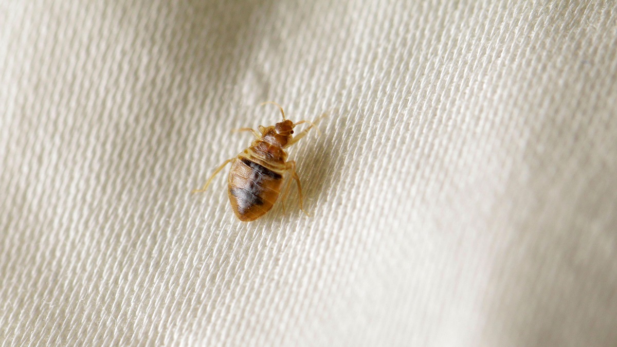 How Far Can Bed Bugs Travel