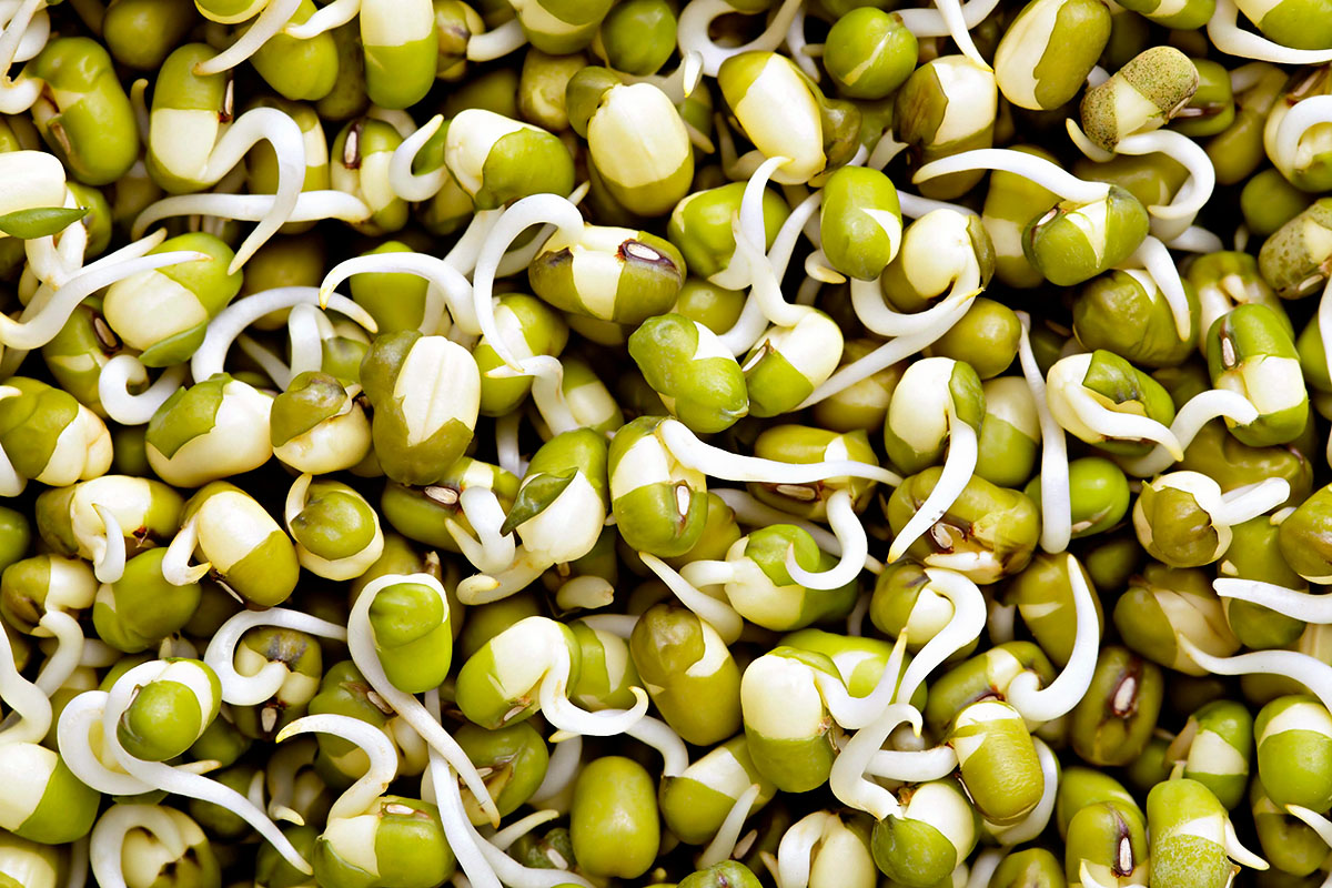 How Fast Do Mung Beans Germinate