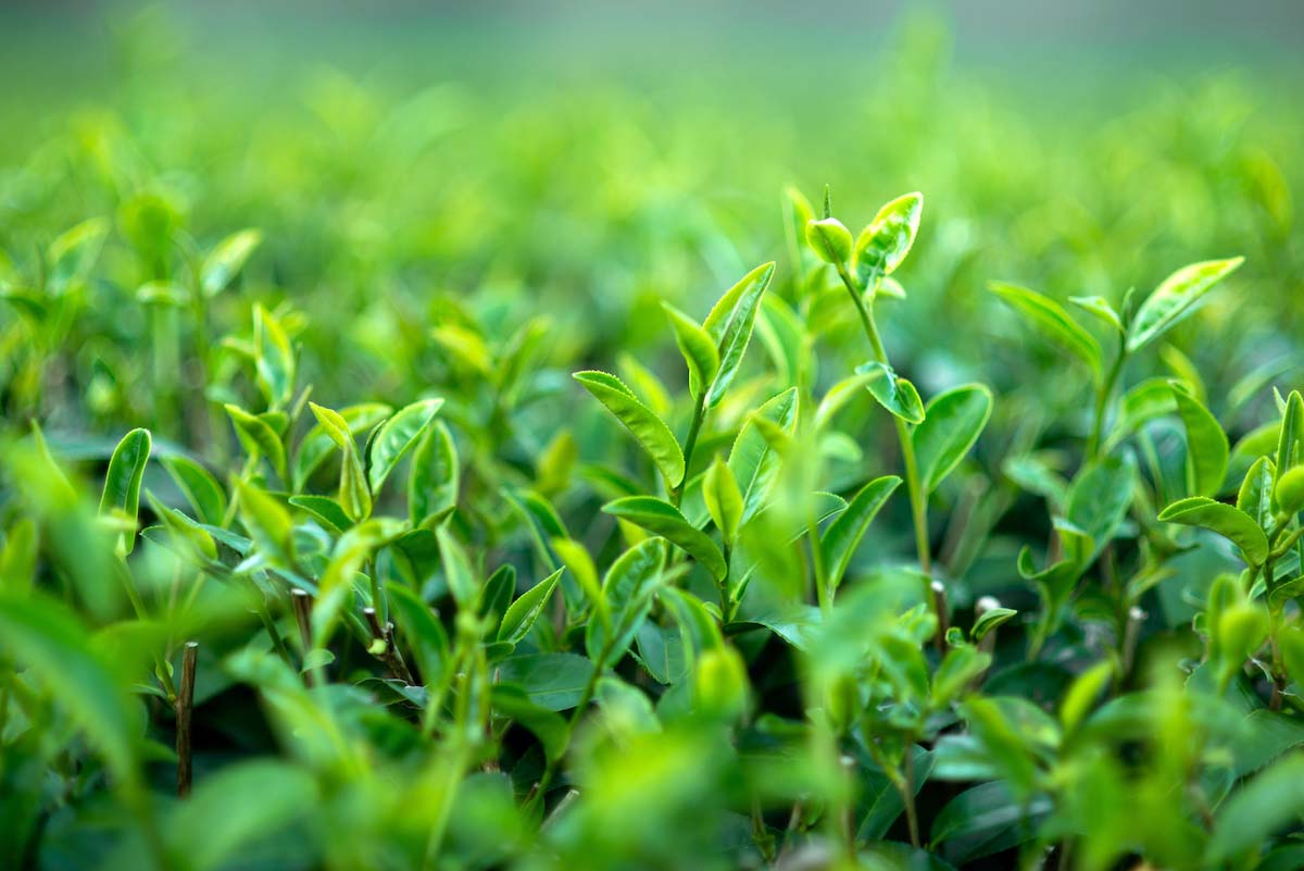 How Fast Do Tea Plants Germinate