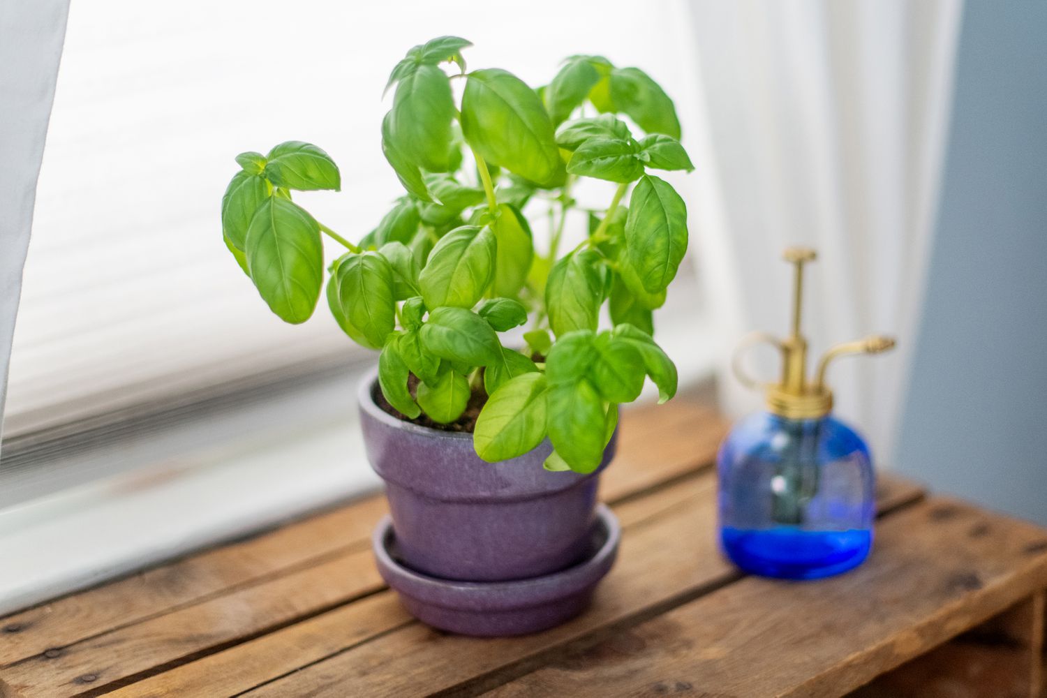 How Fast Does Basil Grow From Seed