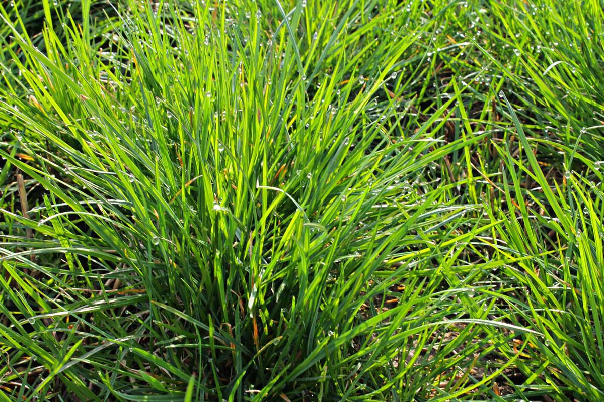 How Fast Does Perennial Ryegrass Germinate