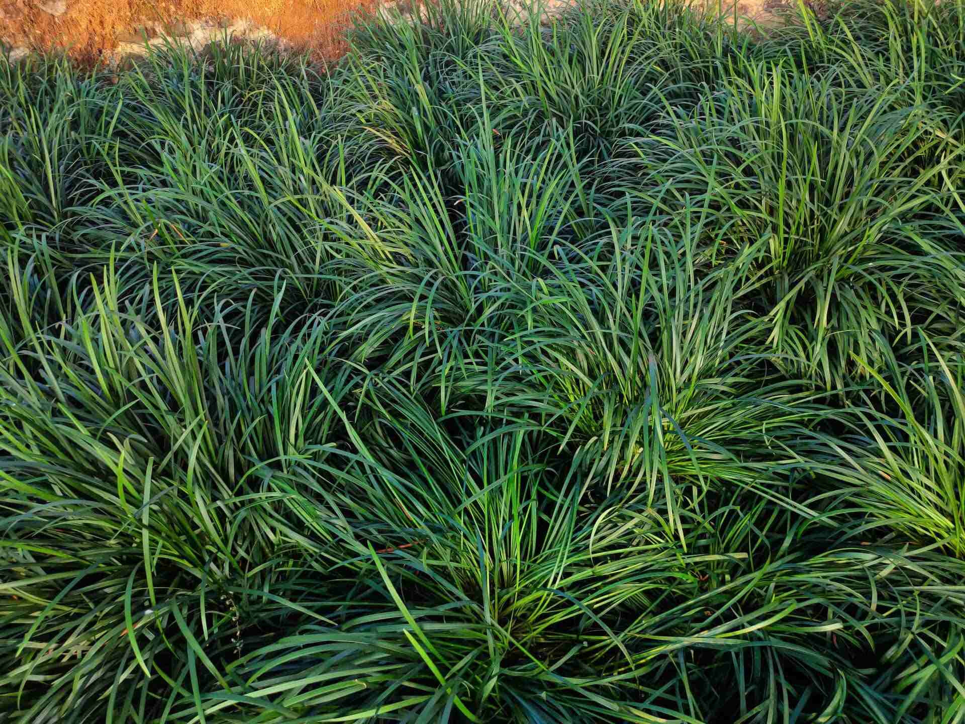 How Hard Is It To Grow Ophiopogon Japonicus In Maryland, And Use As Ground Cover For Dogs