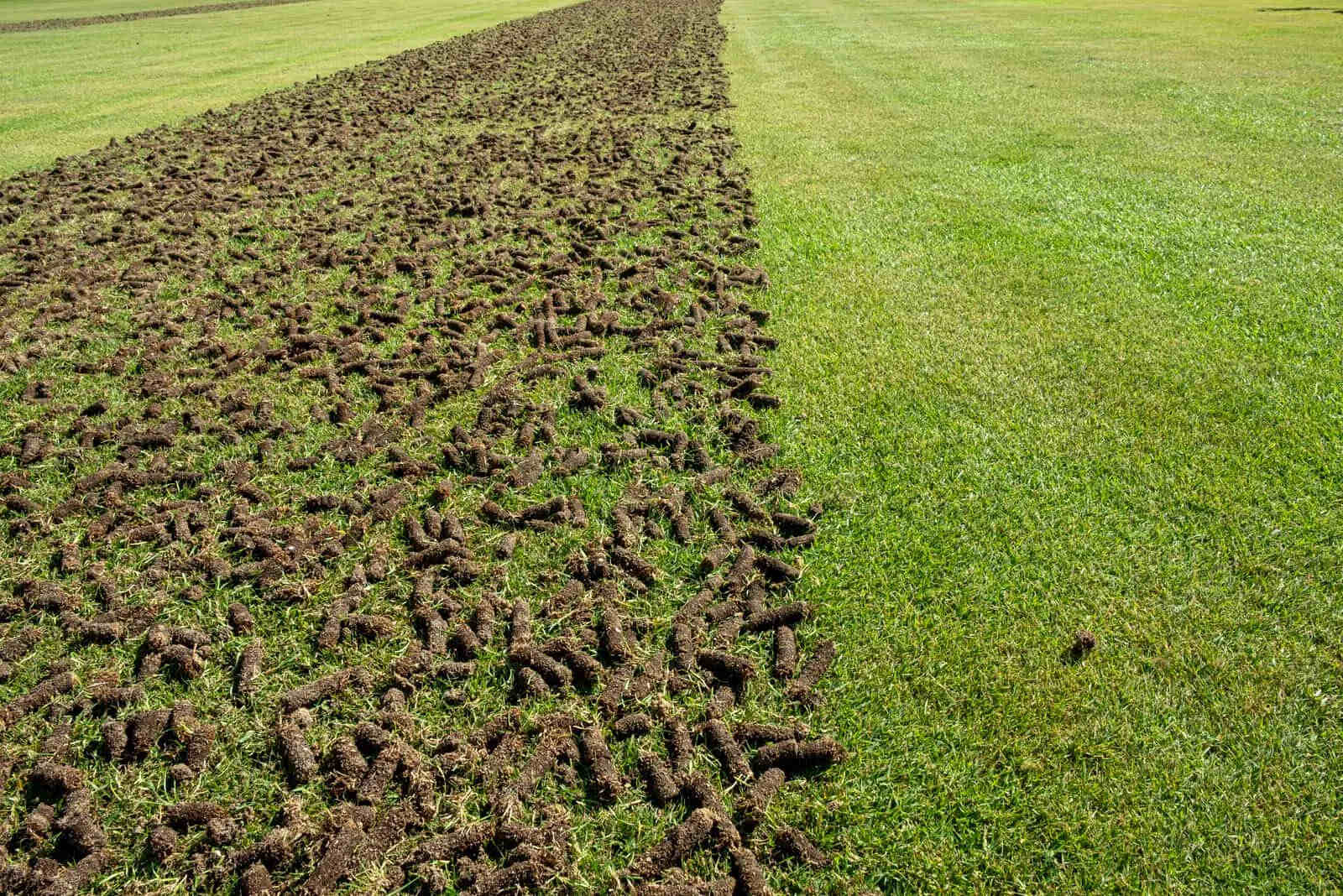 How Long After Aerating Should You Seed
