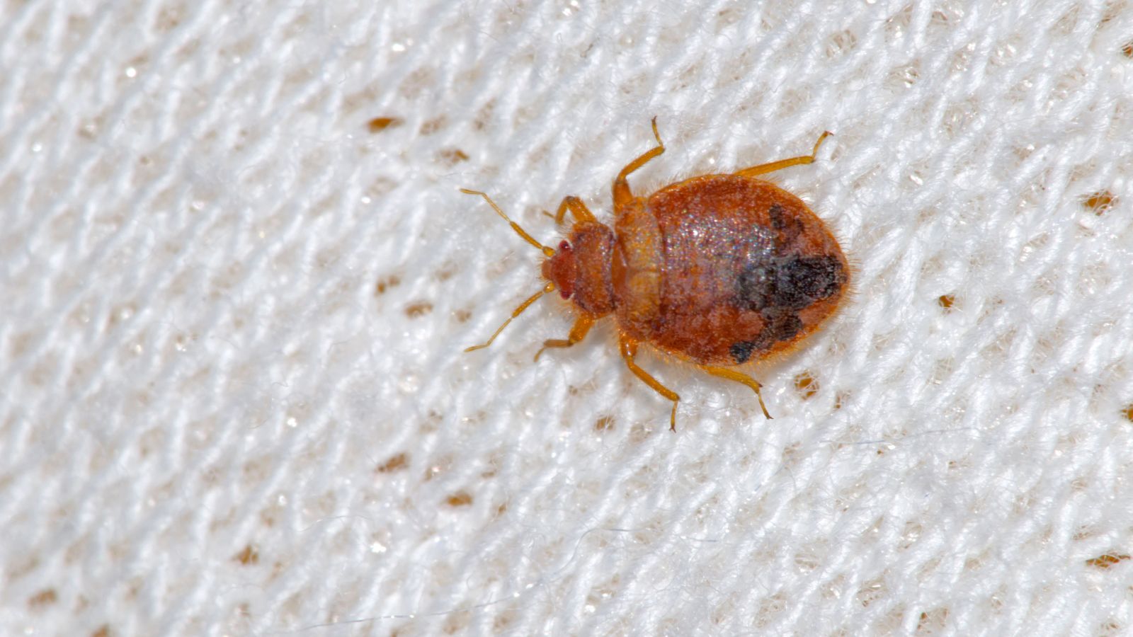 How Long Do Bed Bugs Live Without Food