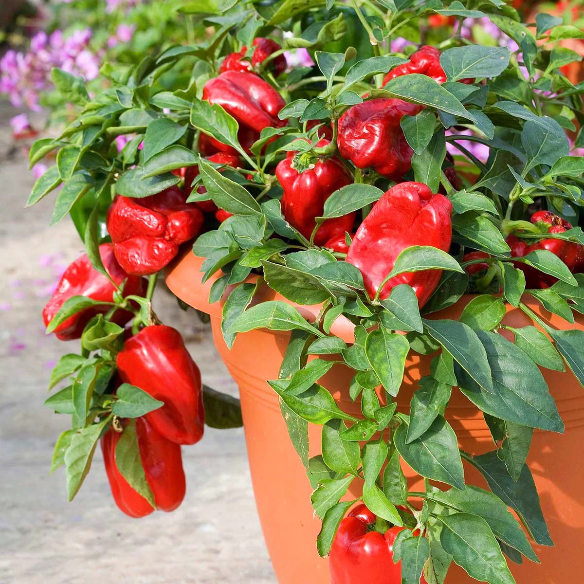 How Long Do Bell Peppers Take To Germinate Storables 