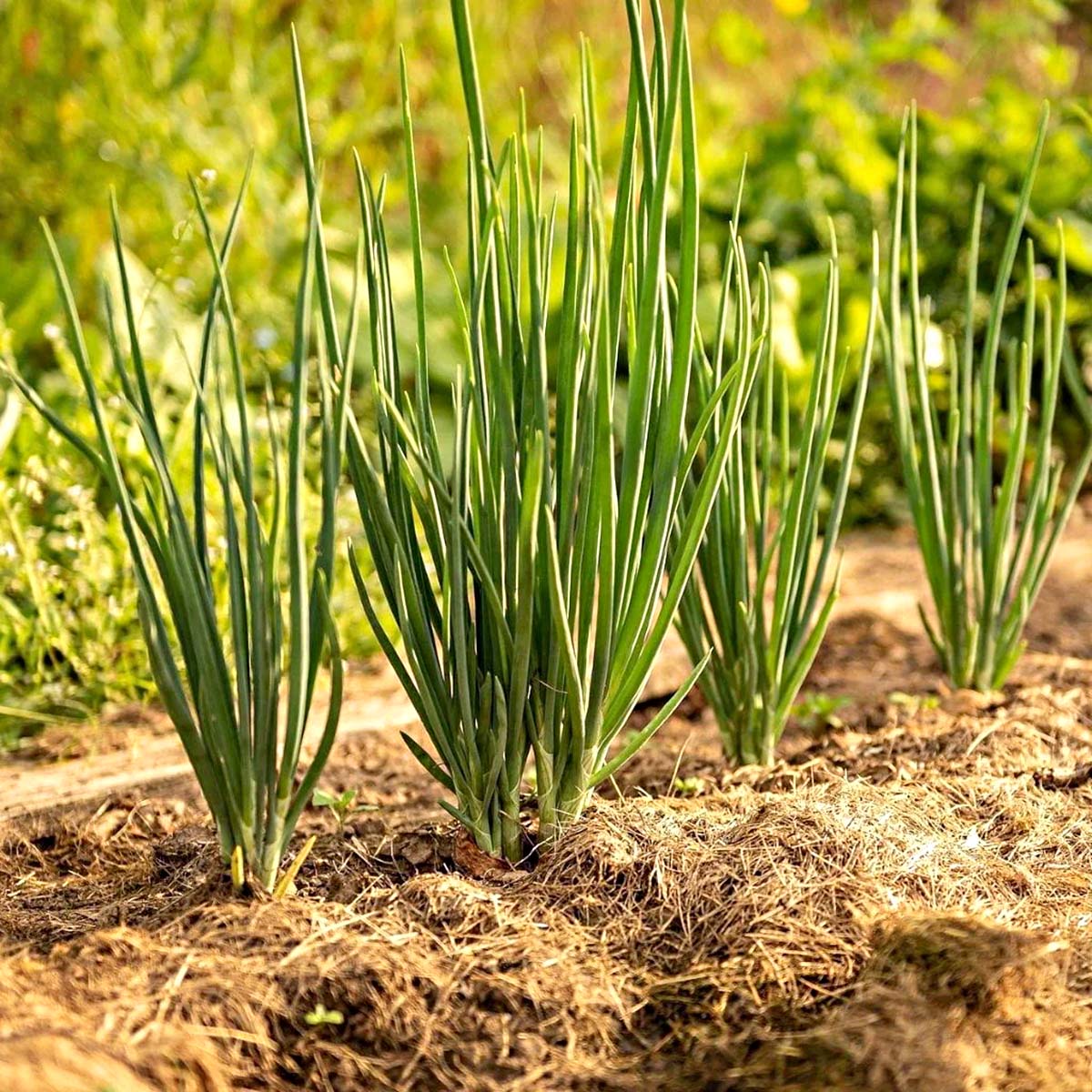 How Long Do Bunching Onions Take To Germinate