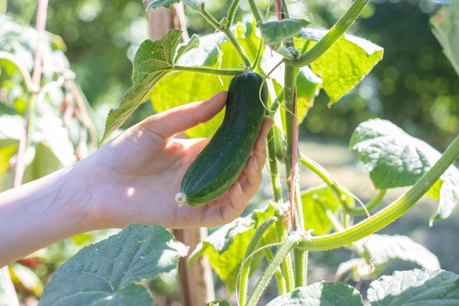 How Long Do Cucumbers Take To Grow From Seed