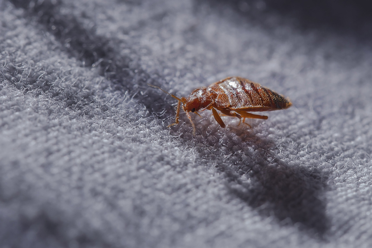 How Long Do Fleas Live On Carpet