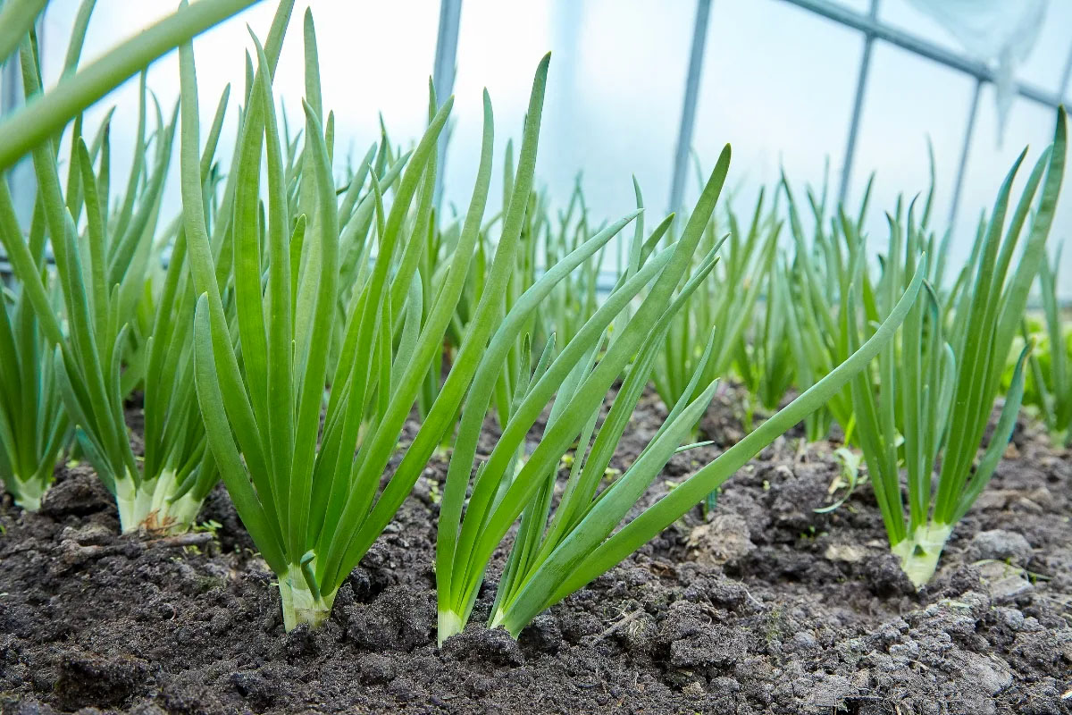 How Long Do Onions Take To Germinate?