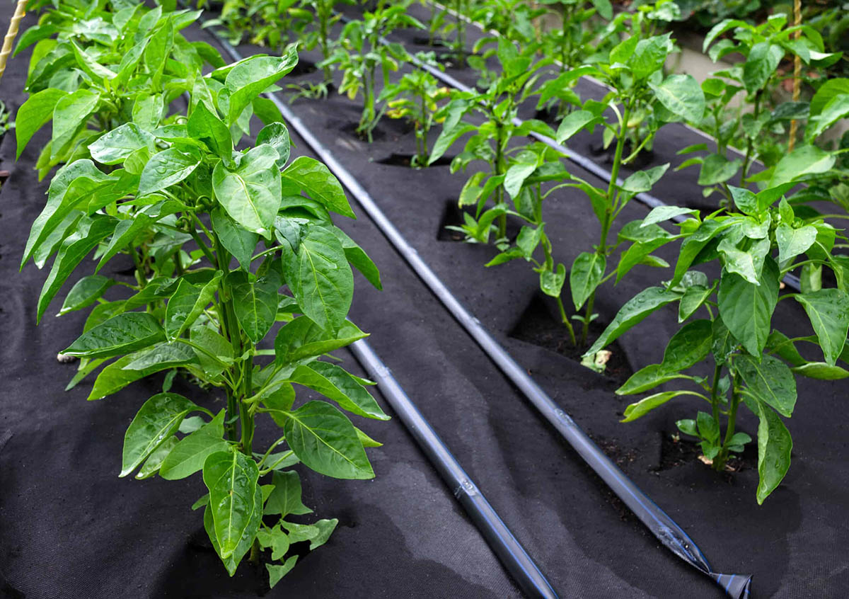 How Long Do Peppers Germinate