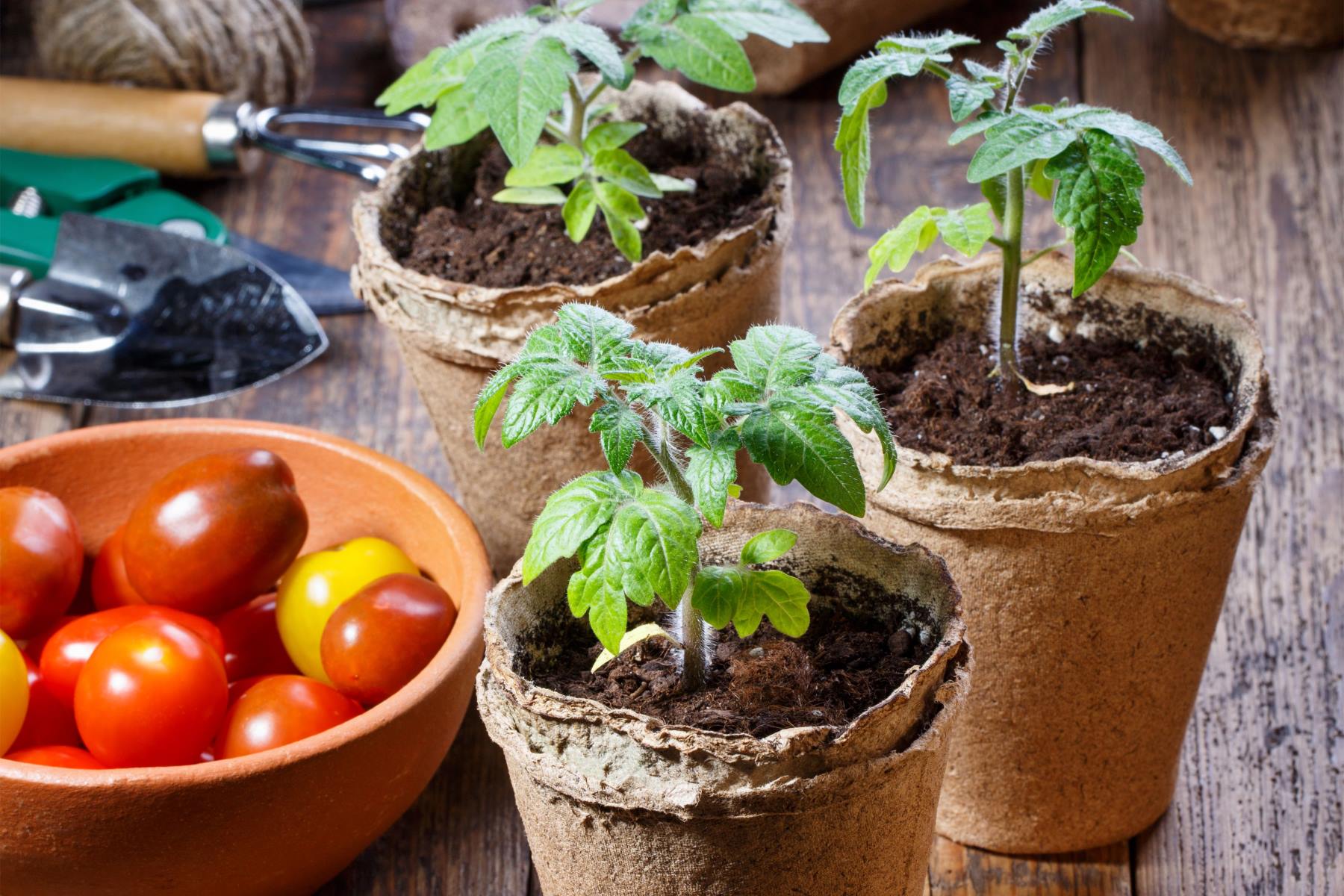How Long Do Tomato Seeds Take To Grow