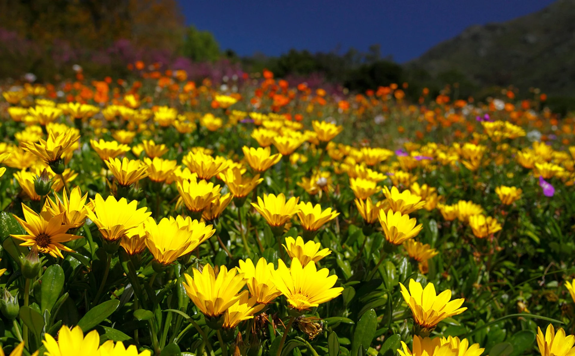 How Long Do Wildflower Seeds Take To Bloom