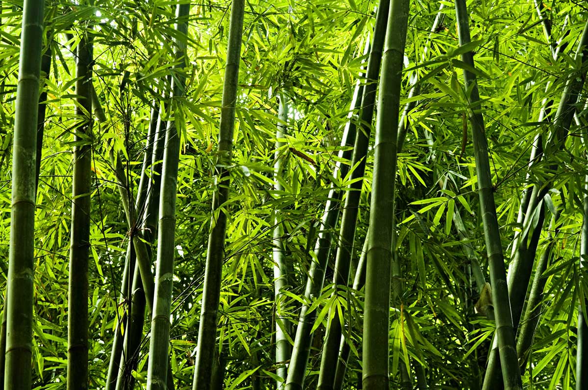How Long Does Bamboo Take To Germinate