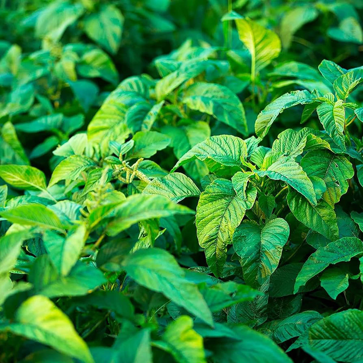 How Long Does Callaloo Take To Germinate