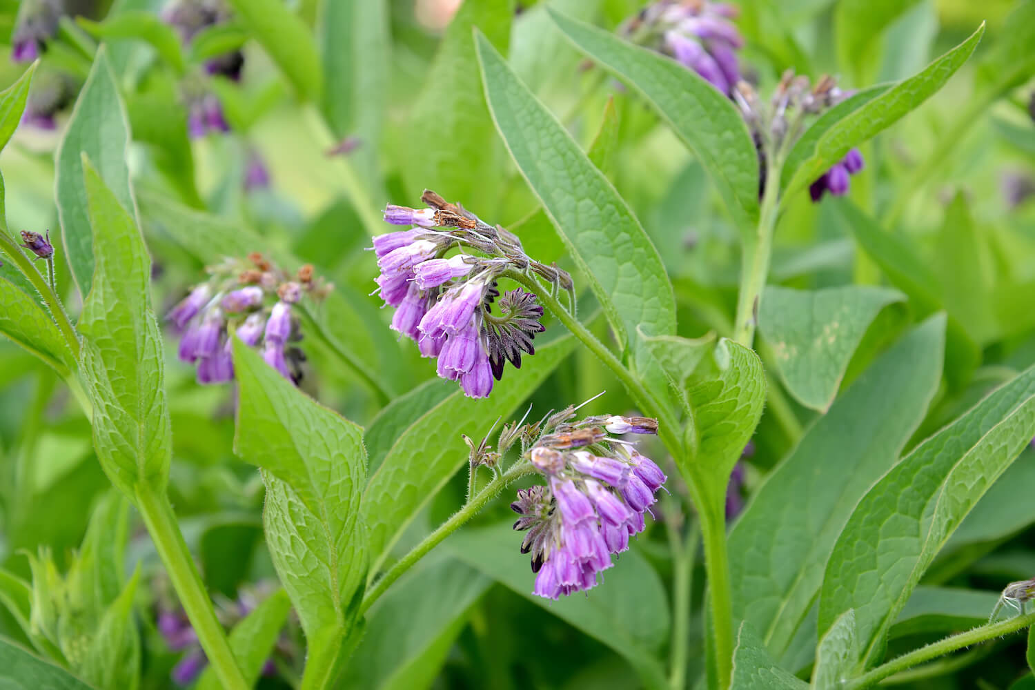 How Long Does Comfrey Take To Grow From Seed
