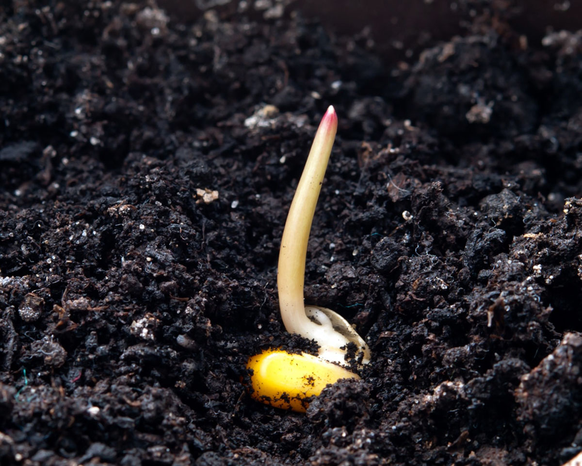 How Long Does Corn Germinate