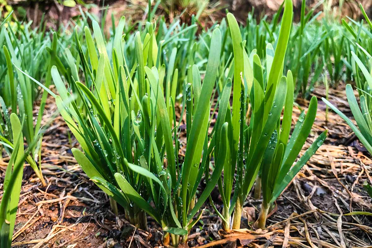 How Long Does Garlic Chives Take To Germinate