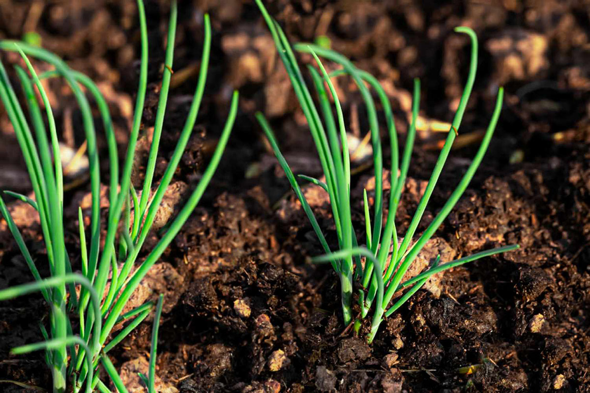 How Long Does Green Onion Germination Take?