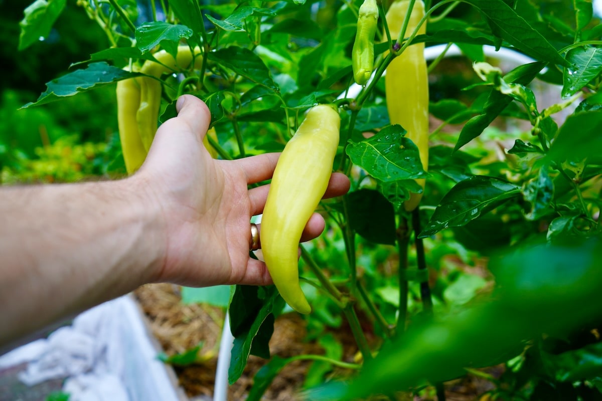 How Long Does It Take Banana Peppers To Germinate