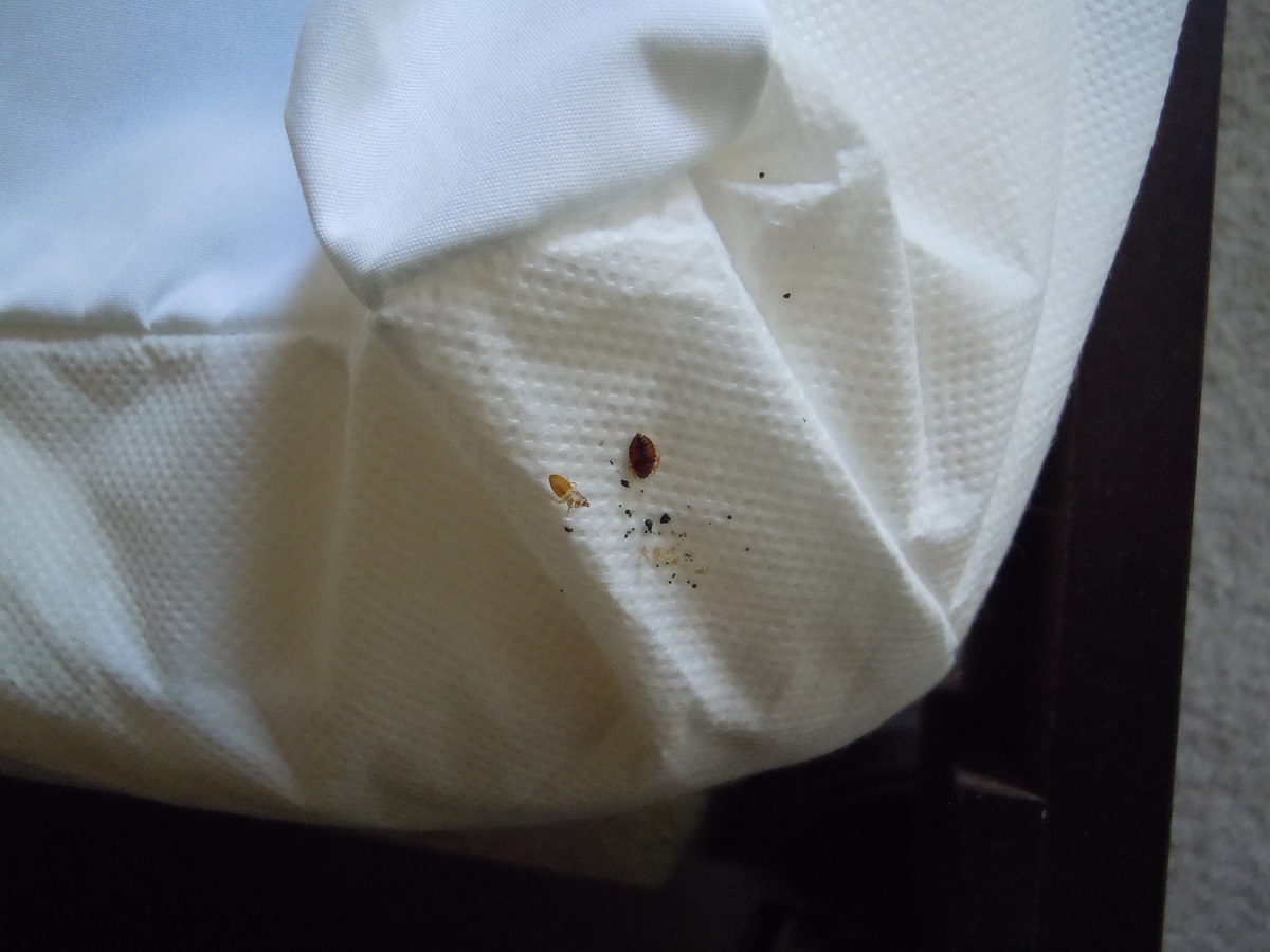 How Long Does It Take Bed Bugs To Die
