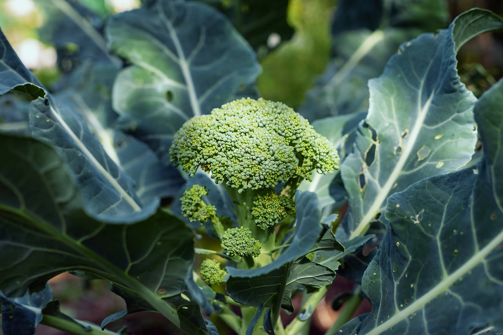 How Long Does It Take Broccoli To Grow From Seed Storables