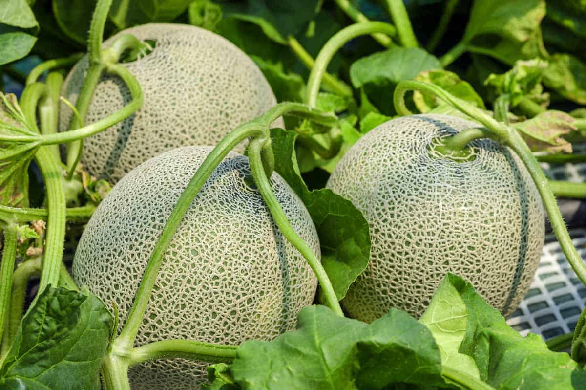 How Long Does It Take Cantaloupe To Germinate