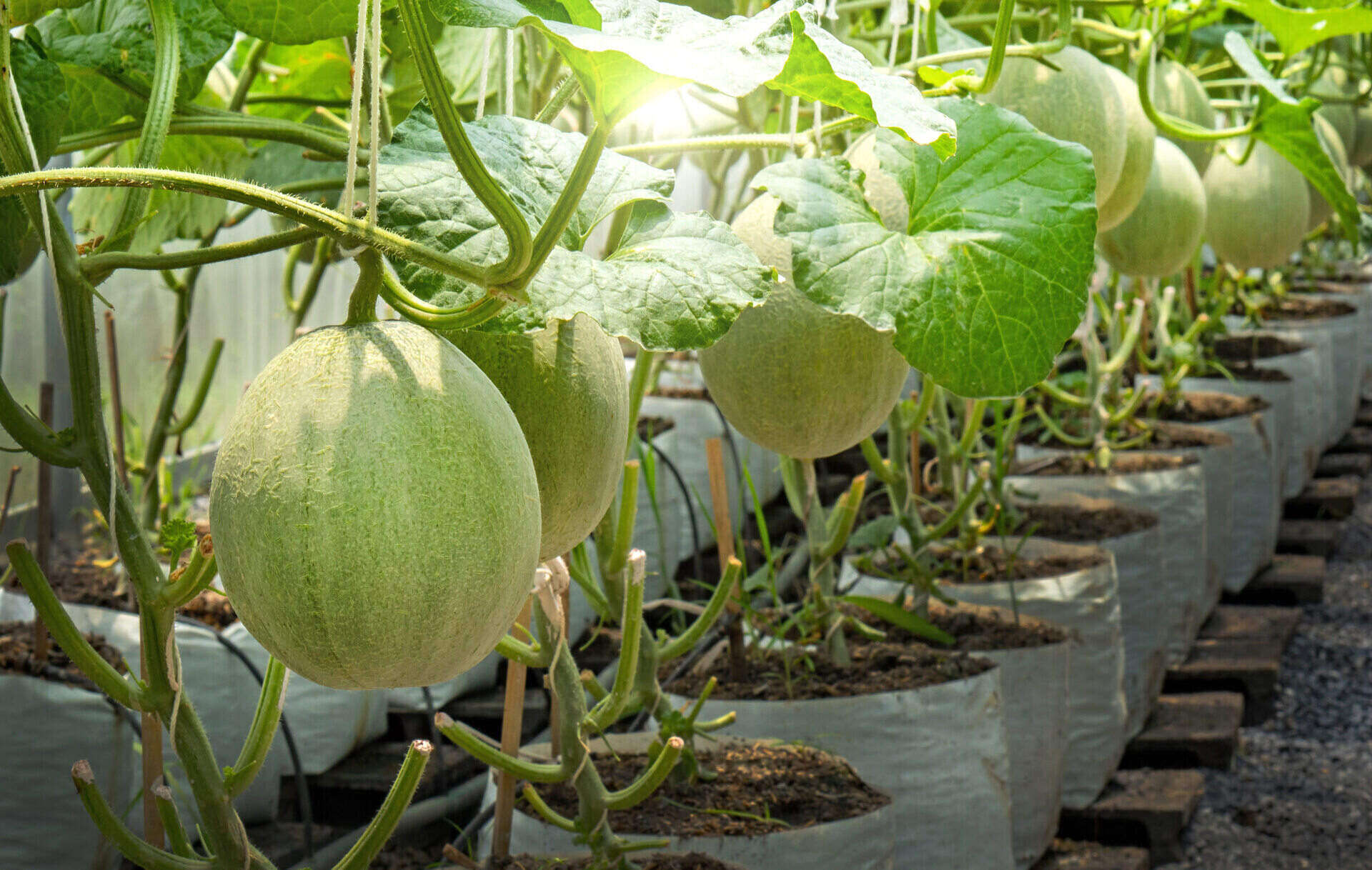 How Long Does It Take Cantaloupe To Grow From Seed