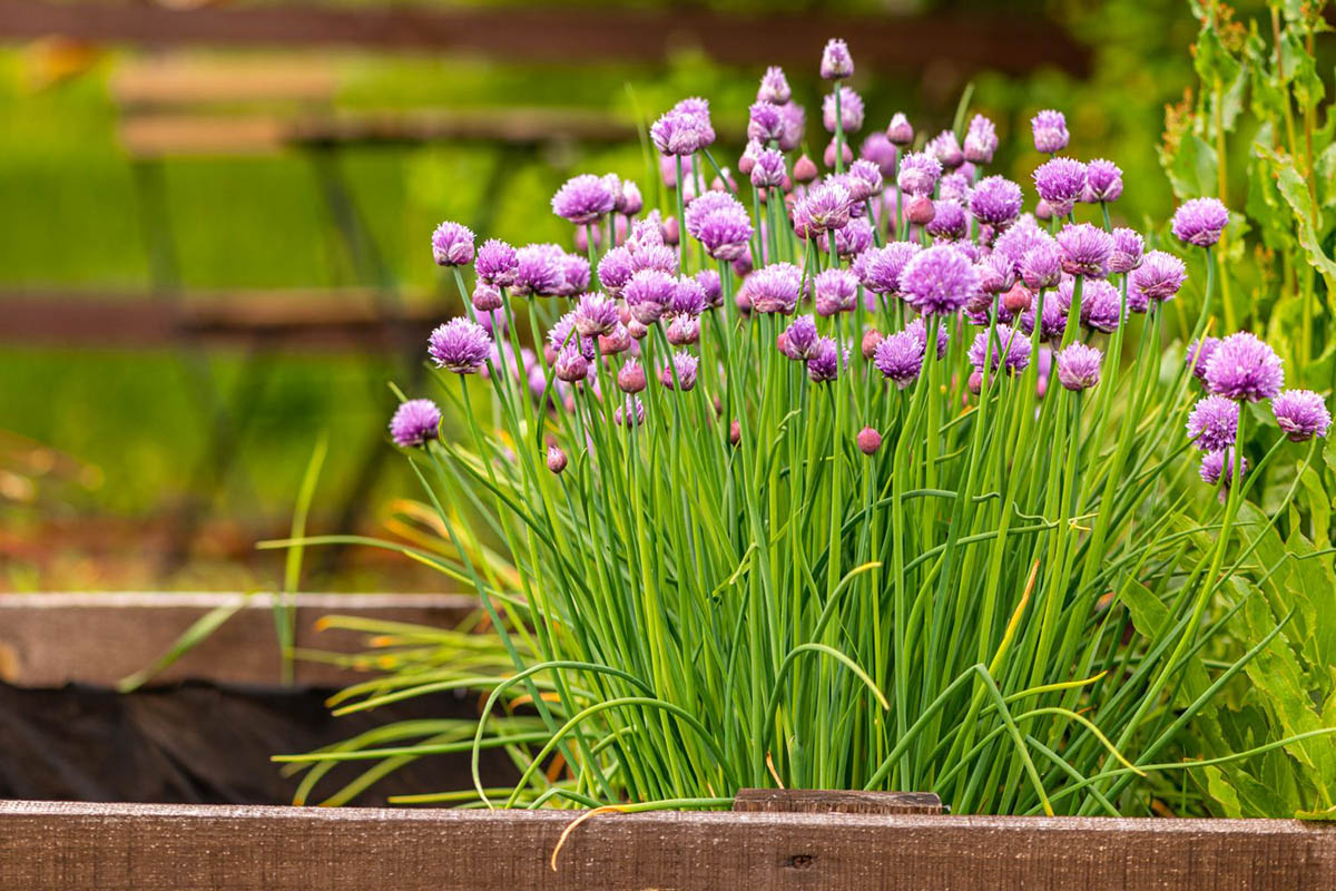 How Long Does It Take Chives To Germinate