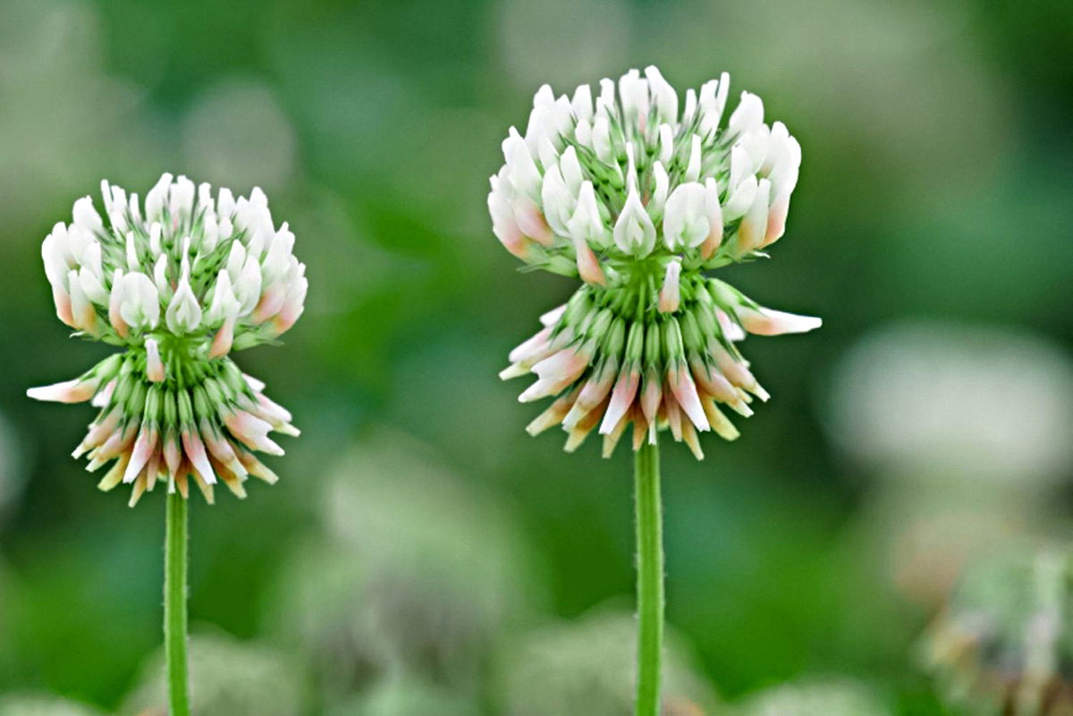 How Long Does It Take Clover To Germinate