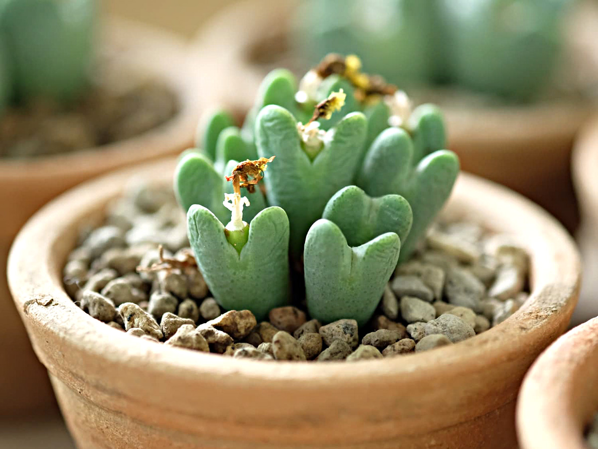 How Long Does It Take Conophytum Bilobum To Germinate?