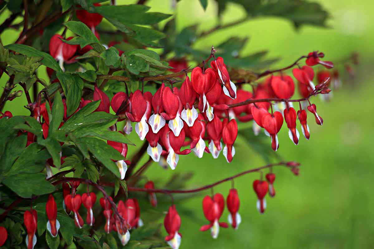 How Long Does It Take Dicentra To Germinate From Cuttings