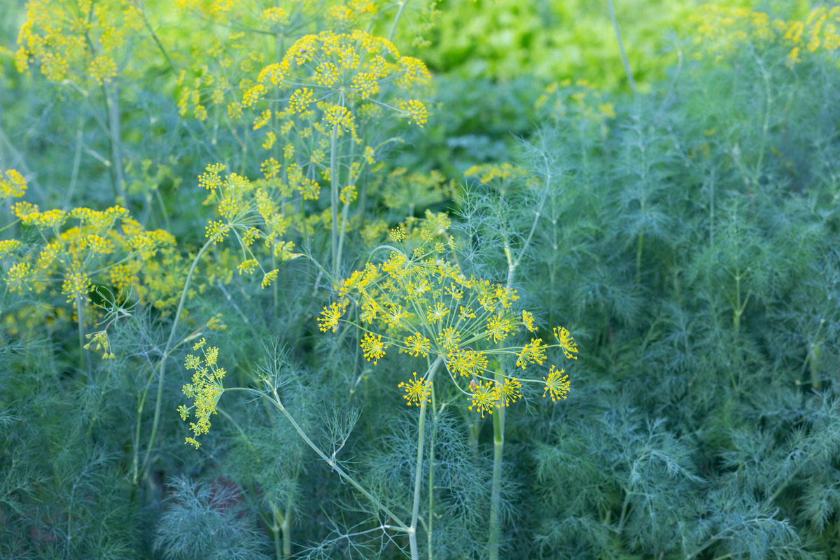 How Long Does It Take Dill To Germinate