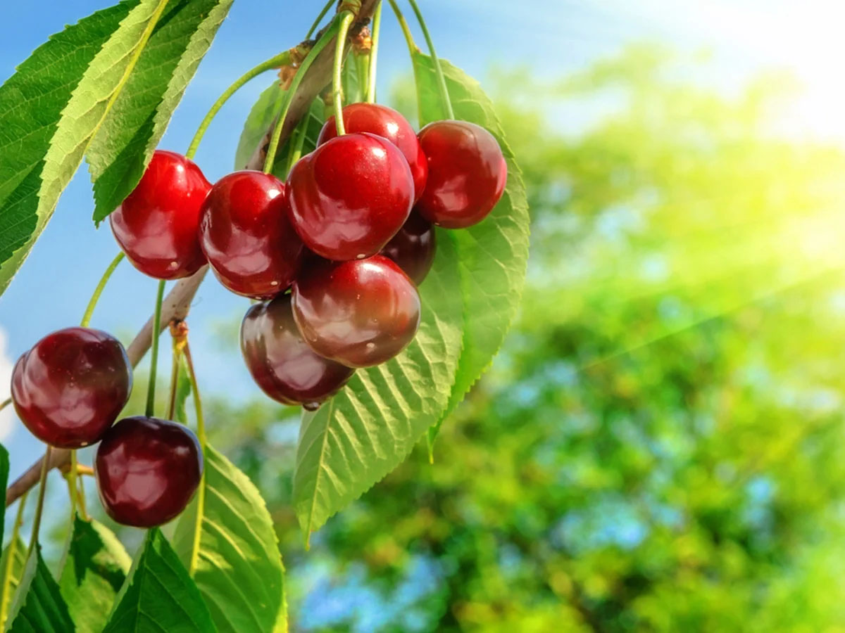 How Long Does It Take For A Cherry Tree To Germinate?