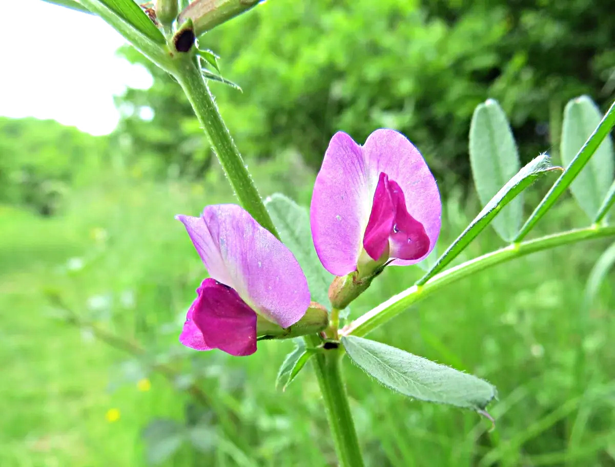 How Long Does It Take For A Common Vetch To Germinate