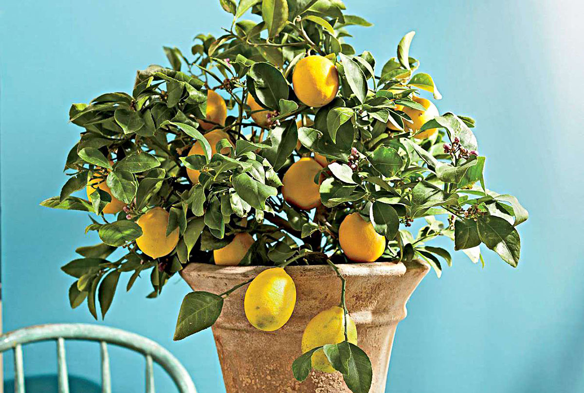How Long Does It Take For A Lemon Tree To Germinate