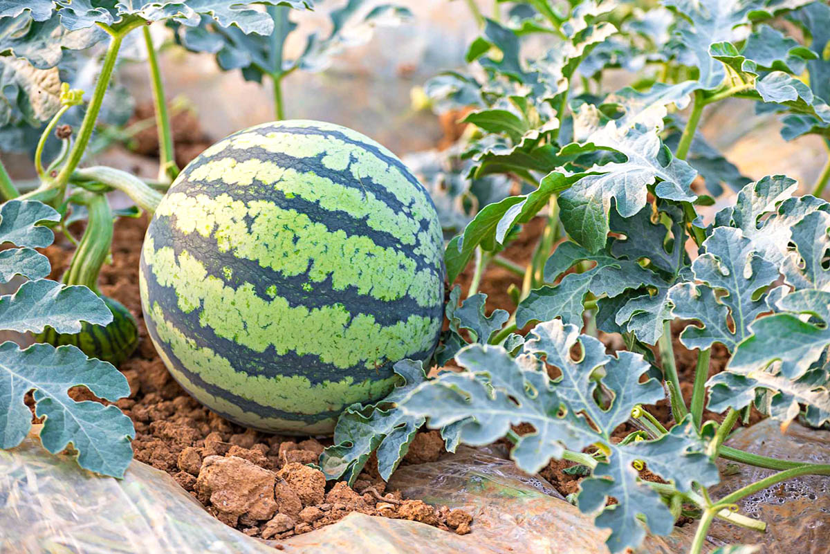 How Long Does It Take For A Watermelon To Germinate